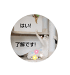 にゃんこにゃ！（個別スタンプ：4）