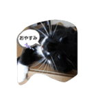 にゃんこにゃ！（個別スタンプ：6）