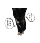 にゃんこにゃ！（個別スタンプ：11）