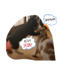 にゃんこにゃ！（個別スタンプ：12）