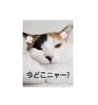 にゃんこにゃ！（個別スタンプ：15）