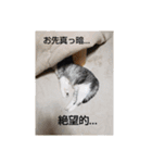 にゃんこにゃ！（個別スタンプ：16）