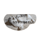 にゃんこにゃ！（個別スタンプ：18）