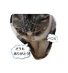 にゃんこにゃ！（個別スタンプ：23）