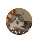 にゃんこにゃ！（個別スタンプ：28）