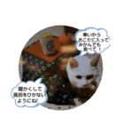 にゃんこにゃ！（個別スタンプ：29）
