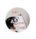 にゃんこにゃ！（個別スタンプ：30）