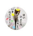 にゃんこにゃ！（個別スタンプ：31）