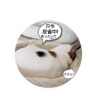 にゃんこにゃ！（個別スタンプ：32）