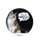 にゃんこにゃ！（個別スタンプ：34）