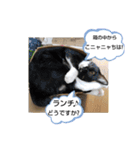 にゃんこにゃ！（個別スタンプ：38）