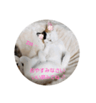 にゃんこにゃ！（個別スタンプ：39）