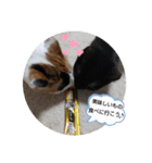 にゃんこにゃ！（個別スタンプ：40）
