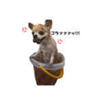 チョコラテ（個別スタンプ：4）