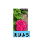 誕生日の花（個別スタンプ：1）