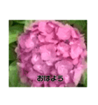 誕生日の花（個別スタンプ：2）