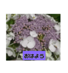 誕生日の花（個別スタンプ：4）