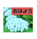 誕生日の花（個別スタンプ：5）