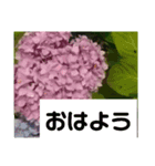 誕生日の花（個別スタンプ：6）