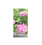 誕生日の花（個別スタンプ：8）