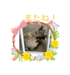 ニャンのキブンやさん（個別スタンプ：1）
