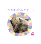 ニャンのキブンやさん（個別スタンプ：7）
