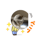 ニャンのキブンやさん（個別スタンプ：15）