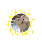 うさぎのココアくんver.1.01（個別スタンプ：1）