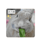 うさぎのココアくんver.1.01（個別スタンプ：2）