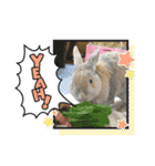 うさぎのココアくんver.1.01（個別スタンプ：3）