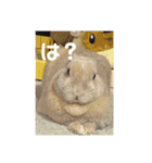 うさぎのココアくんver.1.01（個別スタンプ：12）