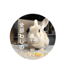 うさぎのココアくんver.1.01（個別スタンプ：15）