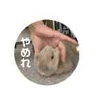 うさぎのココアくんver.1.01（個別スタンプ：17）