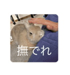 うさぎのココアくんver.1.01（個別スタンプ：18）