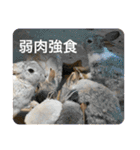 うさぎのココアくんver.1.01（個別スタンプ：19）