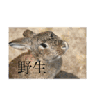 うさぎのココアくんver.1.01（個別スタンプ：20）