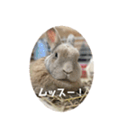 うさぎのココアくんver.1.01（個別スタンプ：22）