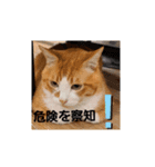 動物ラブ❤️2（個別スタンプ：6）