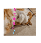 動物ラブ❤️2（個別スタンプ：7）