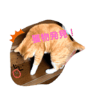 動物ラブ❤️2（個別スタンプ：9）