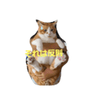 動物ラブ❤️2（個別スタンプ：13）