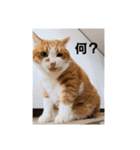 動物ラブ❤️2（個別スタンプ：16）