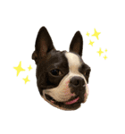 犬戦士ぶんぶん2（個別スタンプ：1）