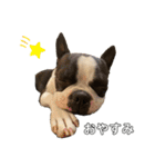 犬戦士ぶんぶん2（個別スタンプ：3）