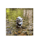 犬戦士ぶんぶん2（個別スタンプ：20）