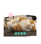 動物ラブ❤️（個別スタンプ：1）