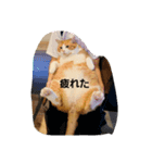 動物ラブ❤️（個別スタンプ：4）