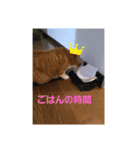 動物ラブ❤️（個別スタンプ：5）