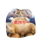 動物ラブ❤️（個別スタンプ：6）