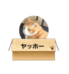 動物ラブ❤️（個別スタンプ：7）